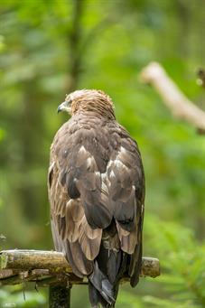 NP Bayerischer Wald_Schreiadler_D8B0181